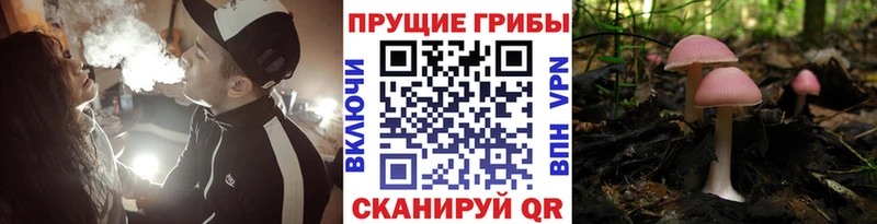 Псилоцибиновые грибы MAGIC MUSHROOMS  маркетплейс какой сайт  Славгород  закладка 
